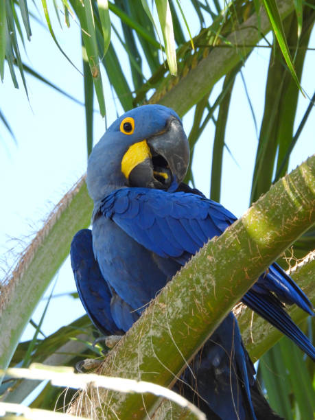 istock A hyacinth macaw perched in a palm tree 1608285514