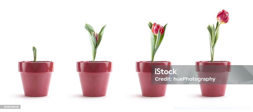 Tulpe Wachstum - Lizenzfrei Wachstum Stock-Foto