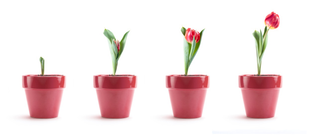 Series of images showing the progression of a pink tulip from bulb to blooming. Isolated on white.