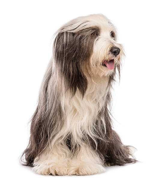 istock Bearded Collie, 5 years old, sitting and looking right 160829754