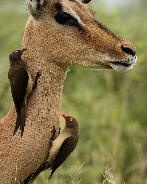 istock Impala Groomed by oxpeckers 160830292