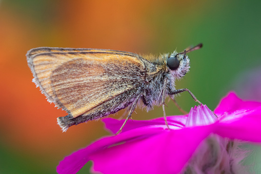 Close-up of an Essex Skipper Butterfly (Thymelicus lineola) on Rose campion (Lychnis coronaria)