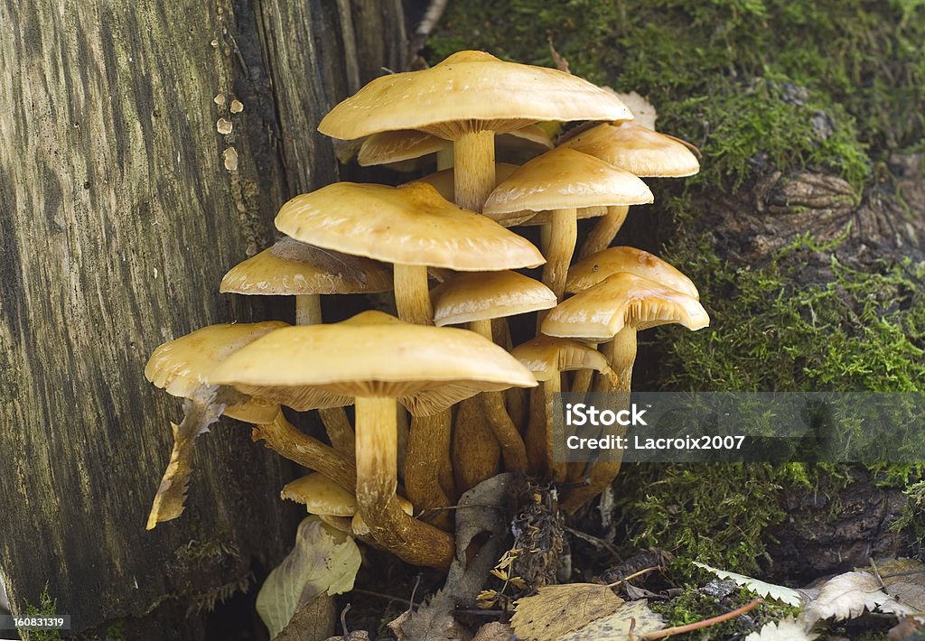 Hypholoma fasciculare Sulphur Tuft (Hypholoma fasciculare) on a stump Autumn Stock Photo