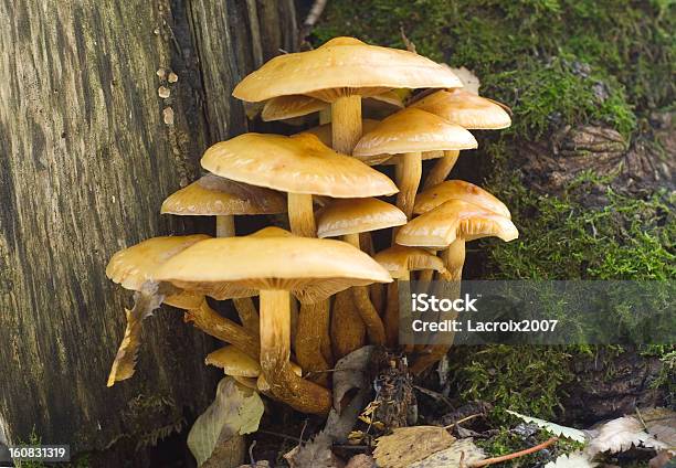 Hypholoma Fasciculare Stock Photo - Download Image Now - Autumn, Backgrounds, Forest