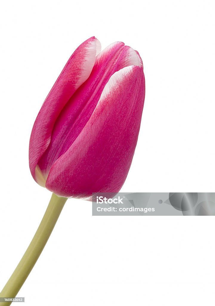 Eine rosa Tulpe auf weißem Hintergrund - Lizenzfrei Baumblüte Stock-Foto