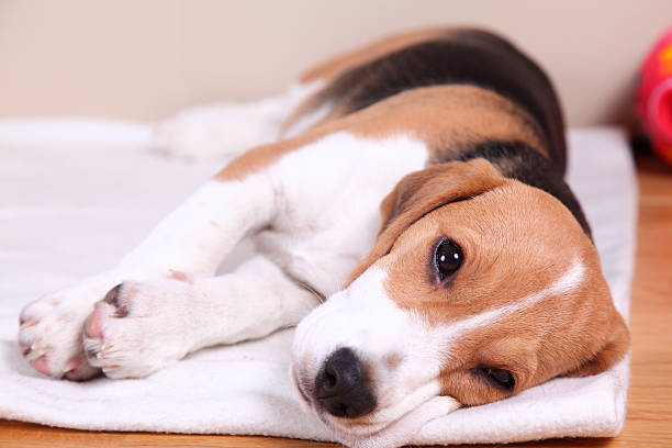 istock Four month old female Beagle puppy, sleepy 160833005