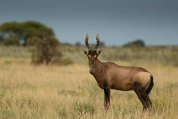 istock Red hartebeest in Kalahari Savannah 160833091