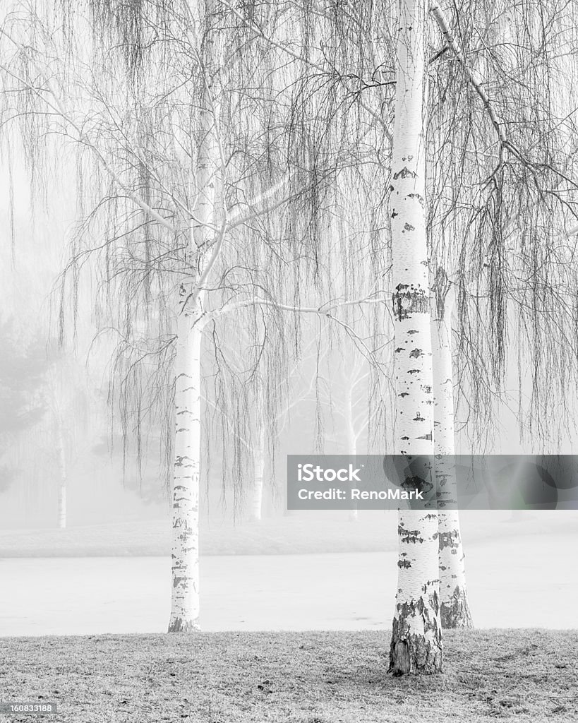 Salas Birch y niebla - Foto de stock de Abedul libre de derechos