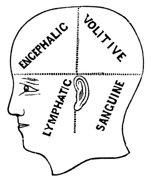 illustrations, cliparts, dessins animés et icônes de diagramme phrénologique des quatre tempéraments - 19ème siècle - phlegmatic