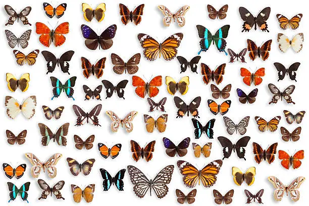 Photo of butterflies