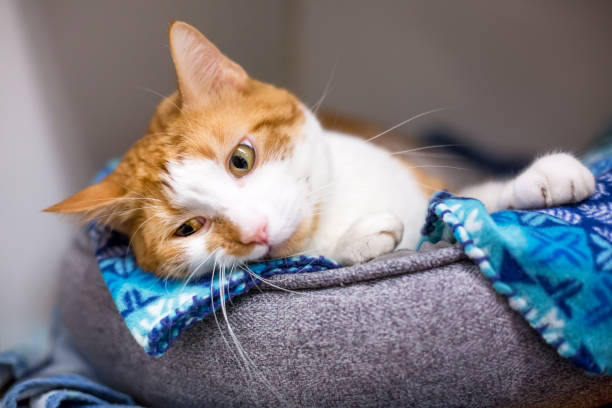 istock A shorthair cat relaxing in a pet bed 1608348678