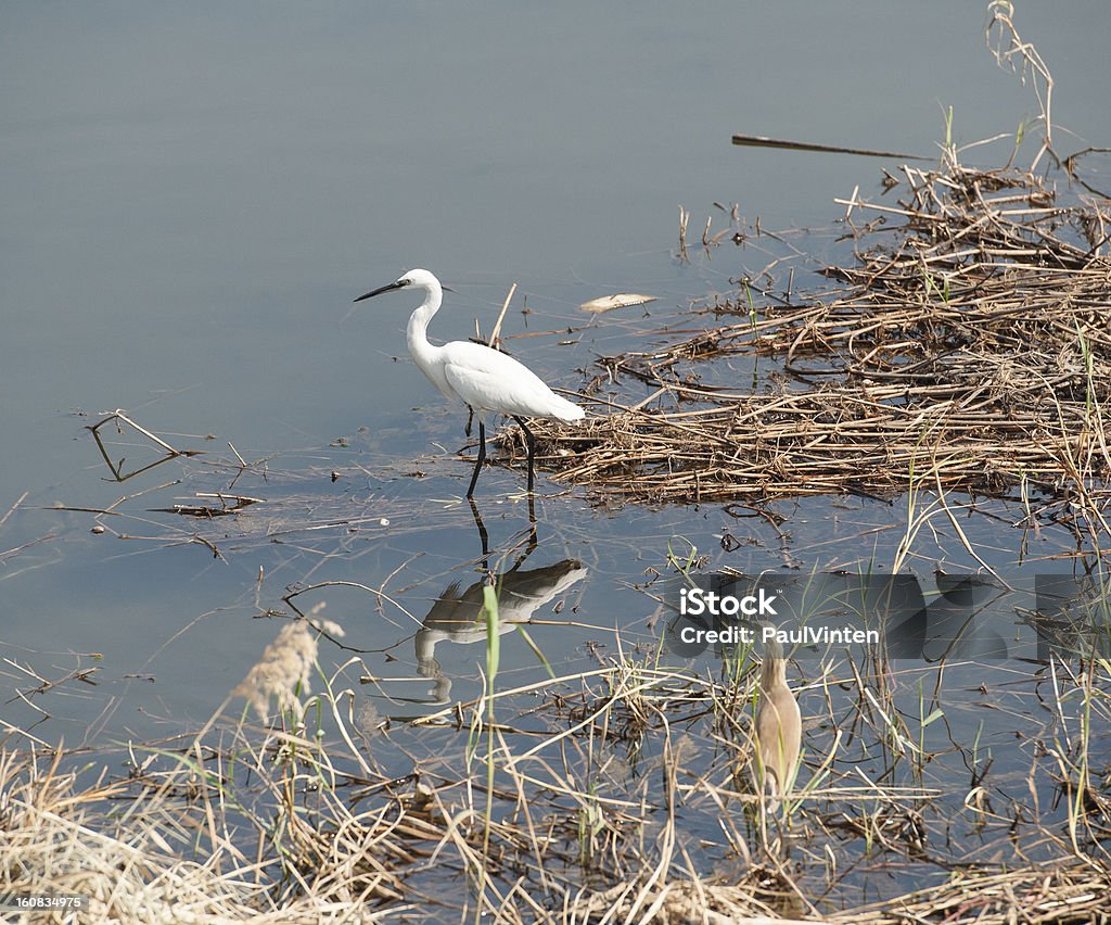 Garzetta superato in reeds - Foto stock royalty-free di Acqua
