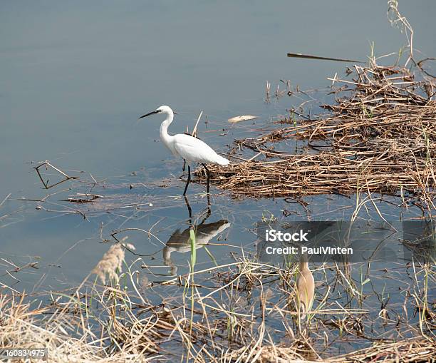 Garzetta Superato In Reeds - Fotografie stock e altre immagini di Acqua - Acqua, Ambientazione esterna, Animale