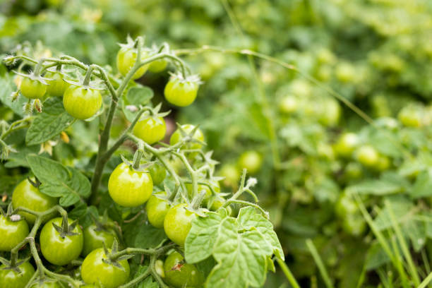 Bush of green tomatoes