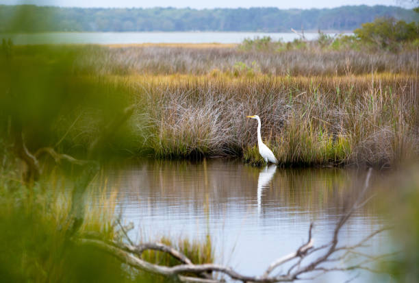 A Great Egret in salt marsh wetlands at Assateague Island National Seashore, Maryland stock photo