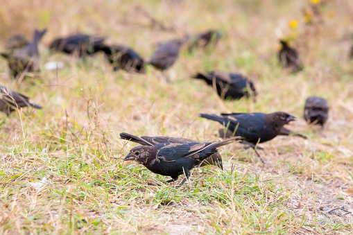 A flock of molting Brown-headed Cowbirds (Molothrus ater) foraging at Assateague Island National Seashore, Maryland