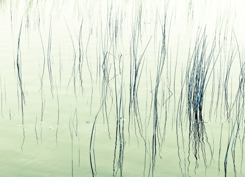 Elegant stems of waterplants reflected in the green water.