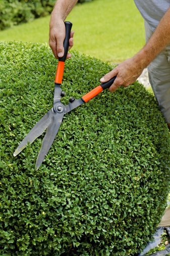 Man trimming with scissors a buxus ball in a nice round shape .