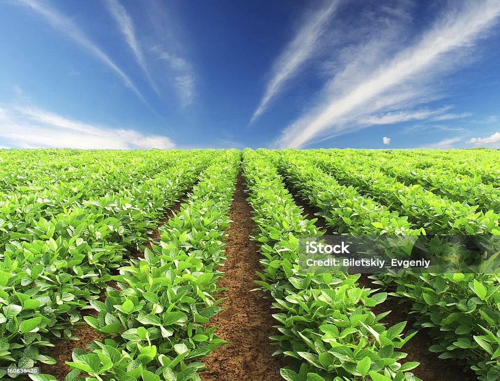 Linhas de Plantas - Royalty-free Agricultura Foto de stock