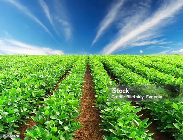 Foto de Fileiras De Plantas e mais fotos de stock de Agricultura - Agricultura, Alface, Alimentação Saudável