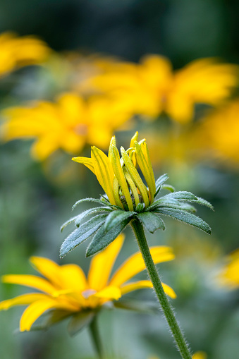 Black-eyed Susan bud ready to open