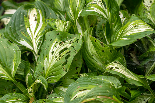 Hosta plants eaten by slugs or insects