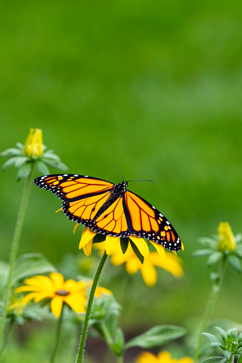 Male monarch resting on a black-eyed Susan