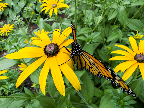 Monarch butterfly resting on a black-eyed Susan