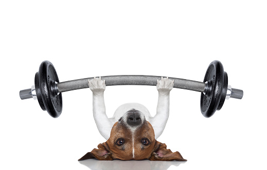 dog training with dumbbells and a whistle