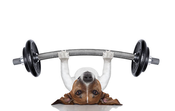 Zabawny Pies fitness – zdjęcie