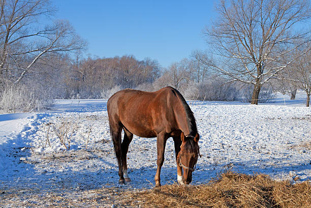 istock Beautiful horse walking on the snow 160840128