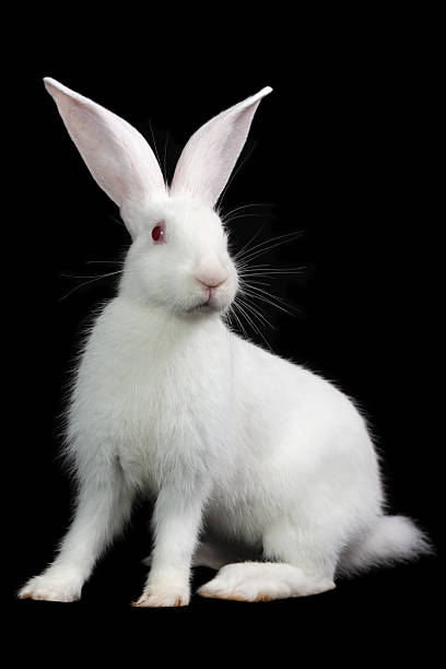 White rabbit stock photo