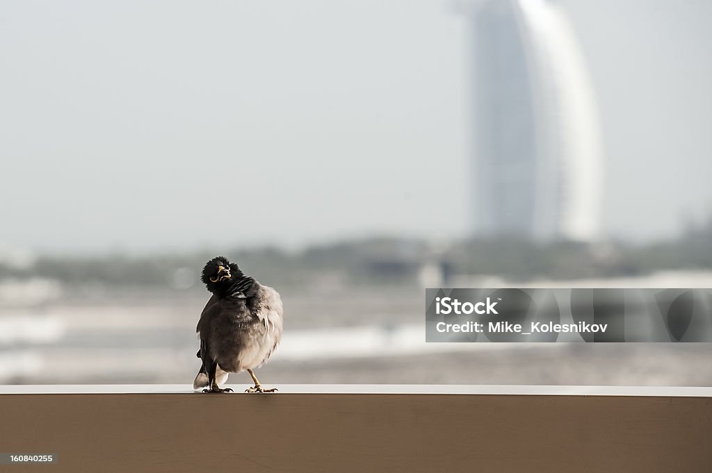 Lustige Vogel - Lizenzfrei Aussicht genießen Stock-Foto