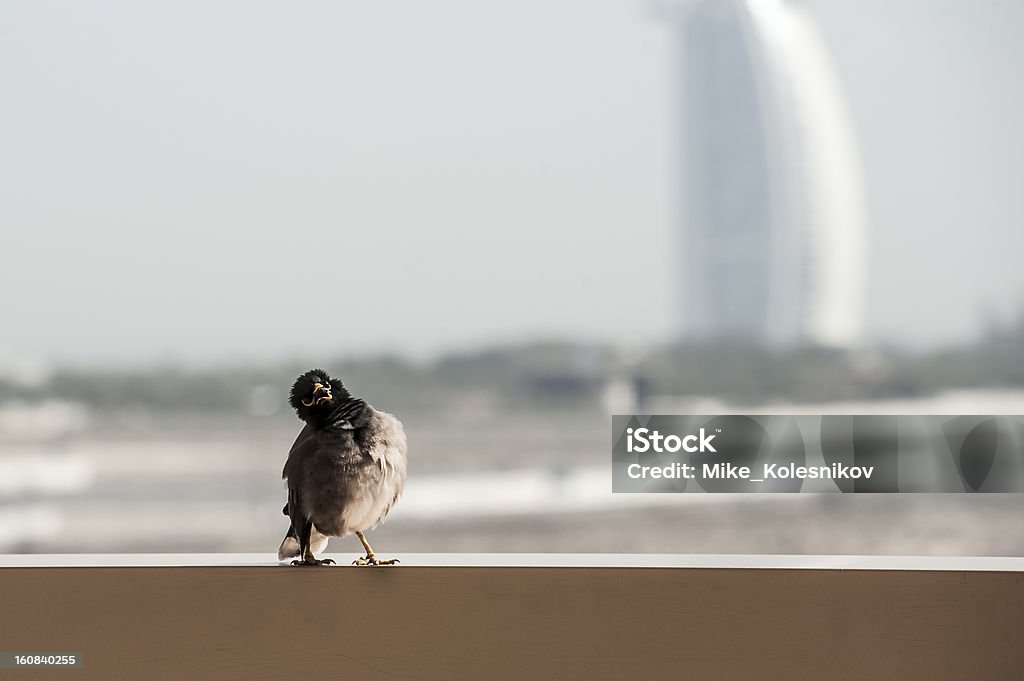 Śmieszne Ptak - Zbiór zdjęć royalty-free (Dubaj)