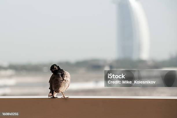 Śmieszne Ptak - zdjęcia stockowe i więcej obrazów Dubaj - Dubaj, Dzikie zwierzęta, Fotografika