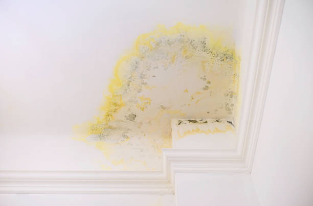 istock Ceiling affected by mildew damage. Flooding by neighbors. Unrepaired ceiling following a water leak. Promoting mold removal services. 1608404914