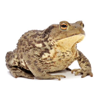 A close-up of brown grass frog isolated on a white background