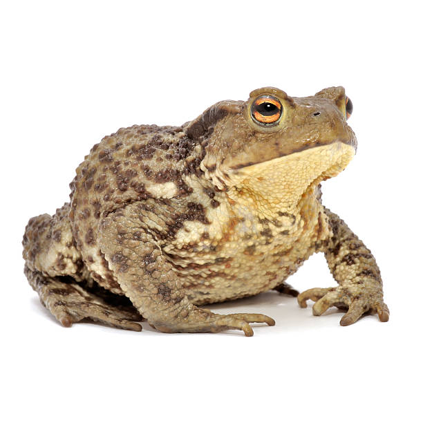 Grass Frog Close-Up Isolated on White Background A close-up of brown grass frog isolated on a white background amphibian photos stock pictures, royalty-free photos & images