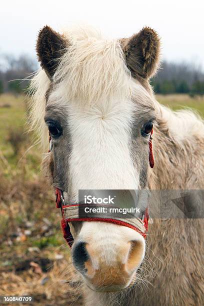 交換できるデジタル一眼レフ頭の馬の写真 - たてがみのストックフォトや画像を多数ご用意 - たてがみ, ウマ, カラフル