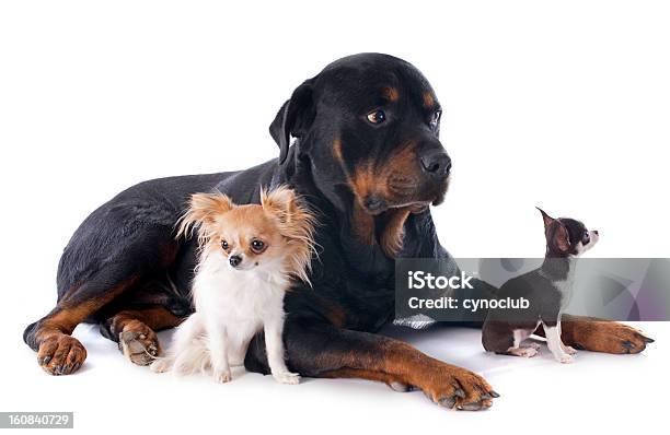 Photo libre de droit de Rottweiler Et De Chihuahuas banque d'images et plus d'images libres de droit de Chien - Chien, Fond blanc, Troisième âge