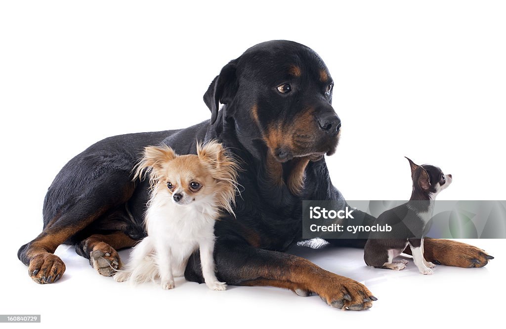 rottweiler i chihuahuas - Zbiór zdjęć royalty-free (Białe tło)