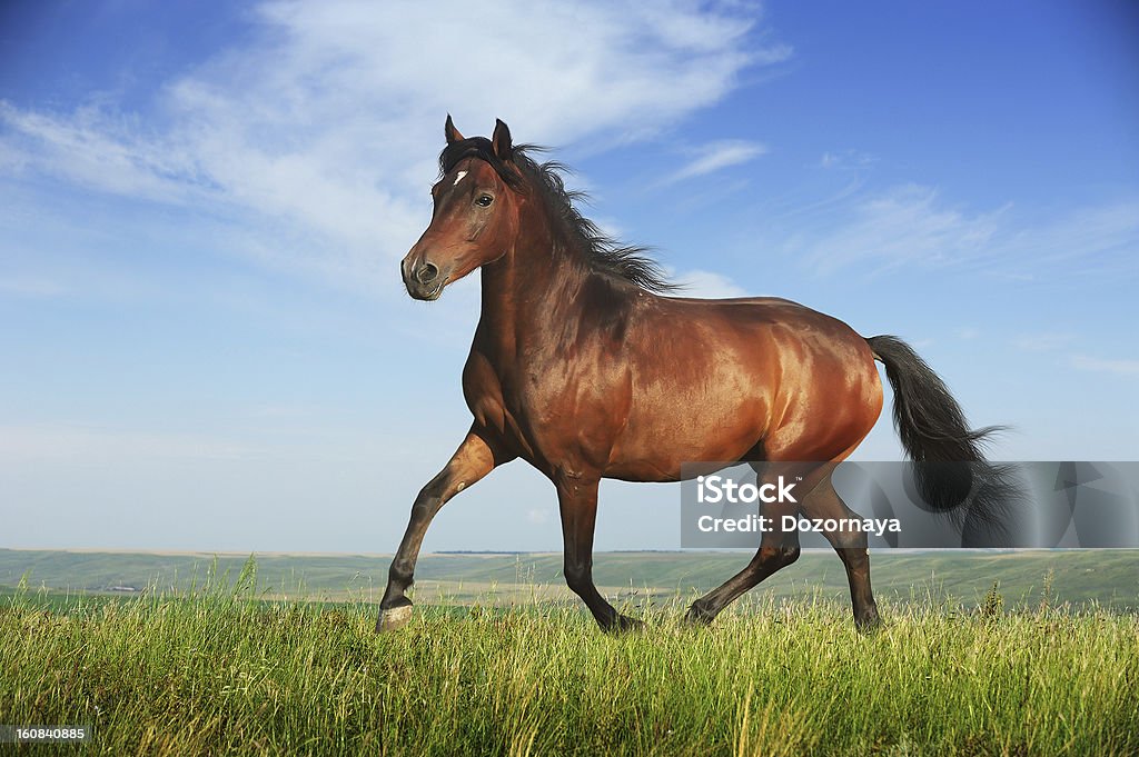Beautiful brown horse running trot Beautiful brown horse running trot on the field Activity Stock Photo