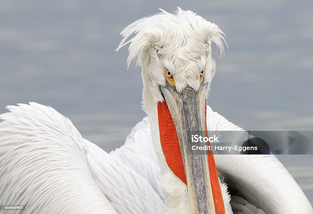 Nasty visual - Foto de stock de Animal doméstico royalty-free