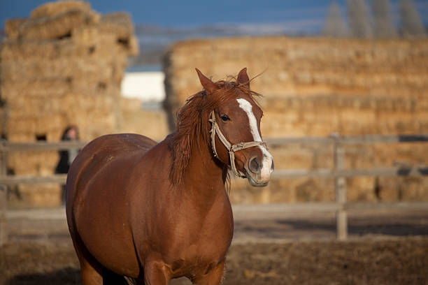 Brown horse in farm stock photo