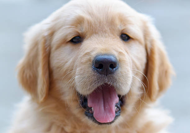 istock cute golden retriever puppy 160841209