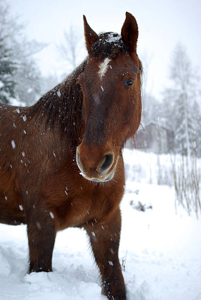 istock Horse in snow 160841240