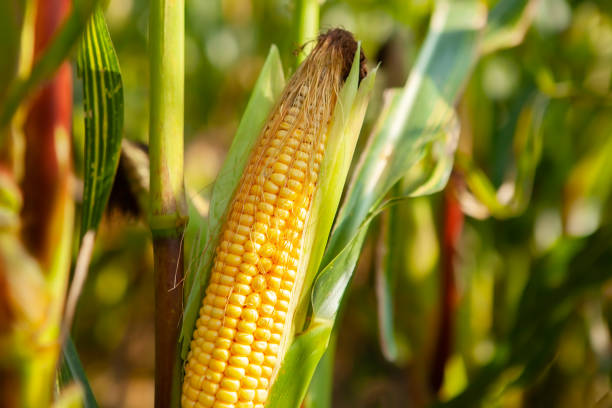 istock Ripe open cob of corn with grains, on a stalk. Harvest concept. 1608413824