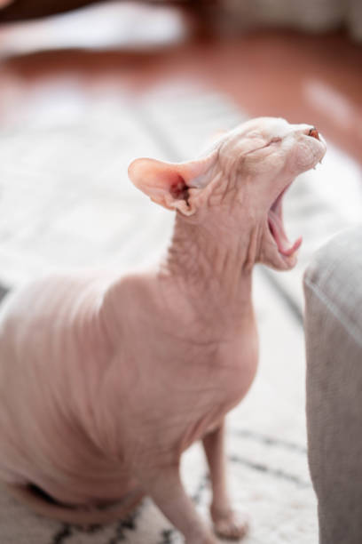 istock Sphynx cat Canadian Sphynx 1608437316