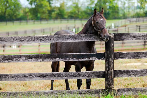 istock Horse on a farm 160846515