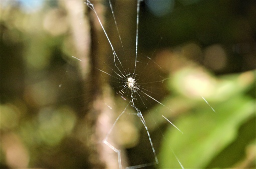 Spider in the center of an orb spiderweb, with forest view out of focus in the background. Taken on the Hagg Lake Trail, a county park around an artificial lake made by damming Scoggins Creek to the southwest of Portland, Oregon.